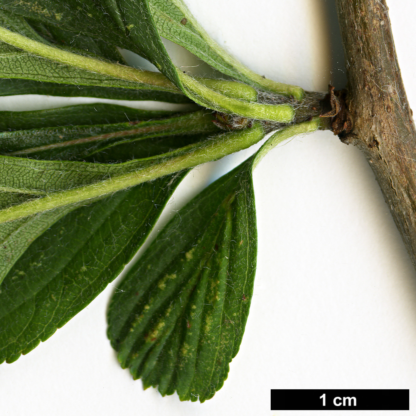 High resolution image: Family: Rosaceae - Genus: Crataegus - Taxon: punctata - SpeciesSub: var.  aurea